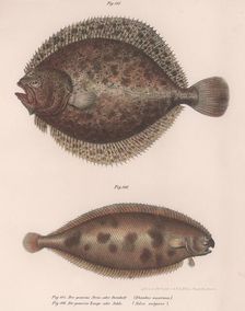 Turbot, (Rhombus maximus), Common Sole (Solea vulgaris), c.1850s