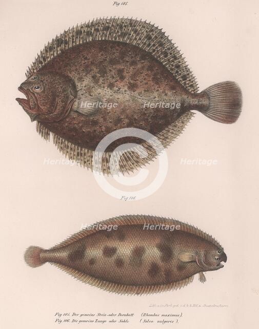 Turbot, (Rhombus maximus), Common Sole (Solea vulgaris), c.1850s. Artist: Unknown.