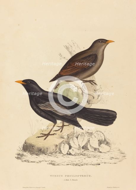 Turdus Poecilopterus (Aztec Thrush). Creator: Elizabeth Gould.