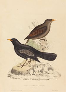 Turdus Poecilopterus (Aztec Thrush). Creator: Elizabeth Gould