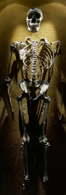 Turkana Boy, Homo erectus, Fossil KNM-WT 15000, 1.5 -1.6 millions years old, Kenya, Africa, 2001. Creator: LTL