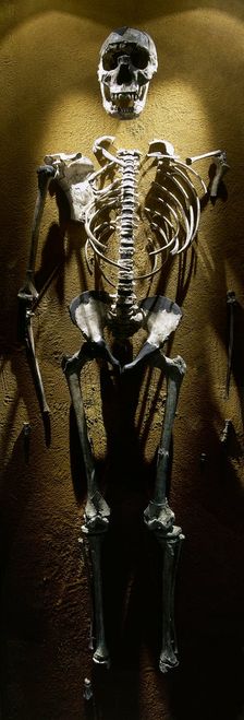Turkana Boy, Homo erectus, Fossil KNM-WT 15000, 1.5 -1.6 millions years old, Kenya, Africa, 2001. Creator: LTL