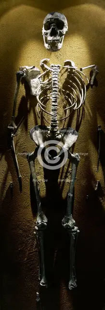 Turkana Boy, Homo erectus, Fossil KNM-WT 15000, 1.5 -1.6 millions years old, Kenya, Africa, 2001.  Creator: LTL.