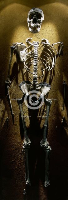 Turkana Boy, Homo erectus, Fossil KNM-WT 15000, 1.5 -1.6 millions years old, Kenya, Africa, 2001.  Creator: LTL.