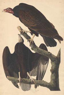 Turkey Buzzard, 1832. Creator: Robert Havell