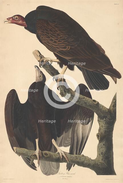 Turkey Buzzard, 1832. Creator: Robert Havell.