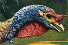 Turkey, c1928. Creator: Unknown