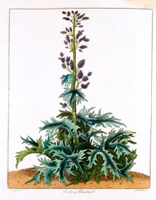 Turkey Rhubarb, 1798. Creator: Unknown