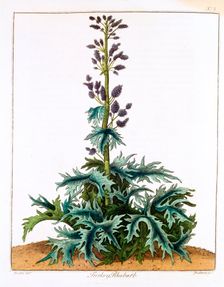 Turkey Rhubarb, 1798. Creator: Unknown
