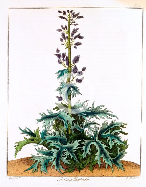 Turkey Rhubarb, 1798. Creator: Unknown.