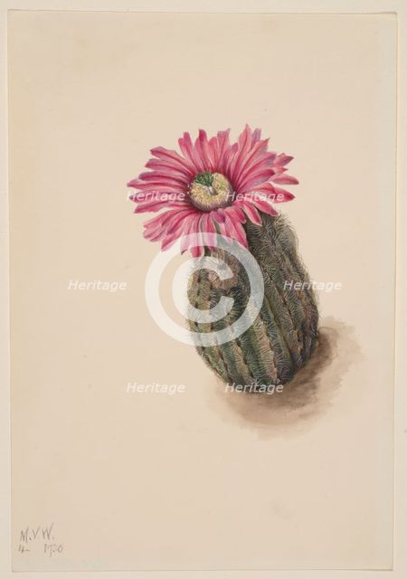 Turkeyhead Cactus (Echinocerus perbellus), 1930. Creator: Mary Vaux Walcott.