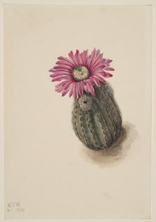 Turkeyhead Cactus (Echinocerus perbellus), 1930. Creator: Mary Vaux Walcott