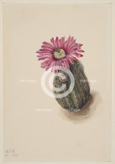 Turkeyhead Cactus (Echinocerus perbellus), 1930. Creator: Mary Vaux Walcott.