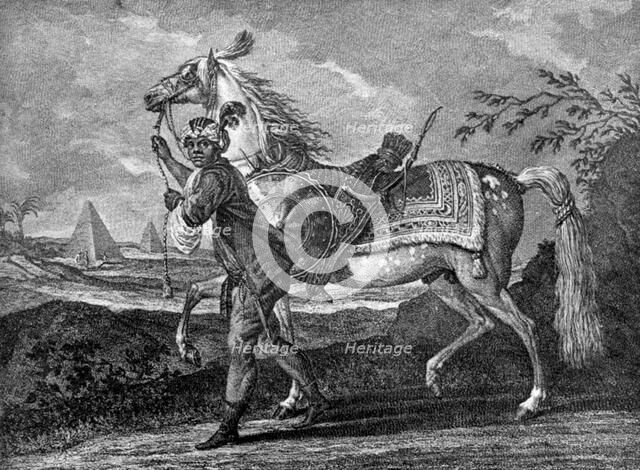 Turkish Arabian horse, 1722 (1938). Artist: Unknown