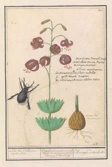Turks cap lily (Lilium martagon), 1596-1610. Creators: Anselmus de Boodt, Elias Verhulst