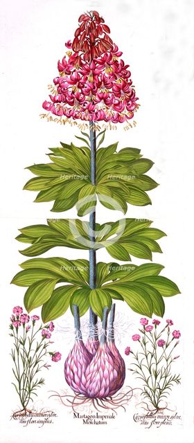 Turk's Cap Lily and Dianthus, from 'Hortus Eystettensis', by Basil Besler (1561-1629), pub. 1613 (ha
