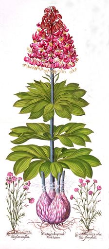 Turk's Cap Lily and Dianthus, from Hortus Eystettensis by Basil Besler (1561-1629), pub. 1613 (ha