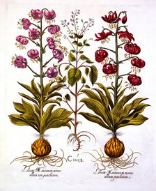 Turk's Cap Lily and Enchanter's Nightshade, from Hortus Eystettensis by Basil Besler (1561-1629)