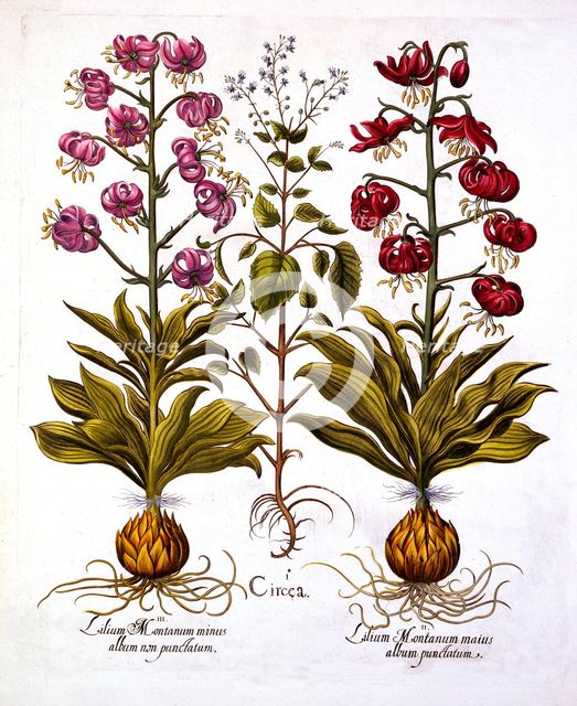 Turk's Cap Lily and Enchanter's Nightshade, from 'Hortus Eystettensis', by Basil Besler (1561-1629),