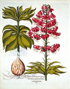 Turk's Cap Lily, from Hortus Eystettensis by Basil Besler (1561-1629), pub. 1613 (hand-coloured e