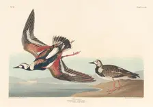 Turn-stone, 1836. Creator: Robert Havell