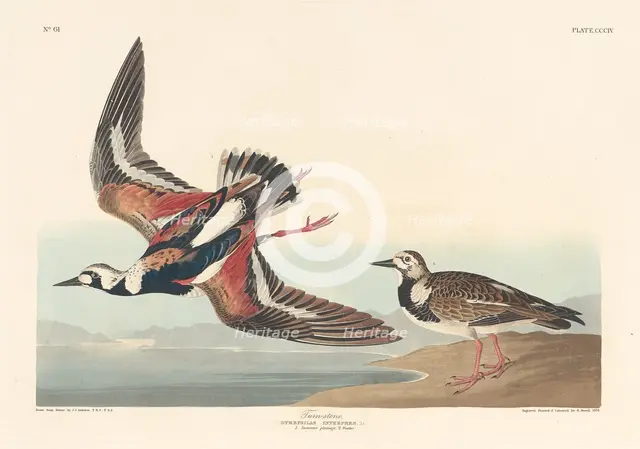 Turn-stone, 1836. Creator: Robert Havell.
