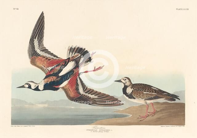 Turn-stone, 1836. Creator: Robert Havell.