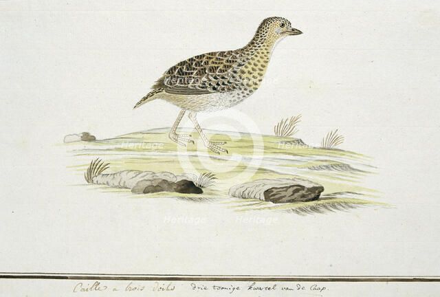 Turnix hottentottus (Fynbos buttonquail), c.1778. Creator: Robert Jacob Gordon.