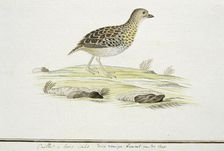 Turnix hottentottus (Fynbos buttonquail), c.1778. Creator: Robert Jacob Gordon