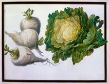 Turnip, Cabbage