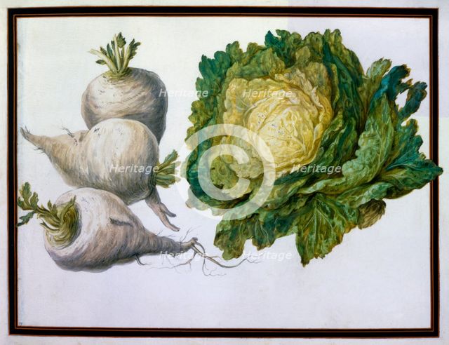Turnip, Cabbage.