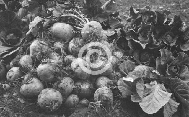 Turnips and cabbage raised by Rev. G.B. Burgess, between c1900 and c1930. Creator: Unknown.