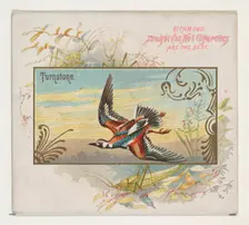 Turnstone, from the Game Birds series (N40) for Allen & Ginter Cigarettes, 1888-90. Creator: Allen & Ginter