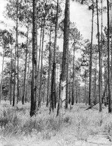 Turpentine trees in northern Florida, 1936. Creator: Dorothea Lange