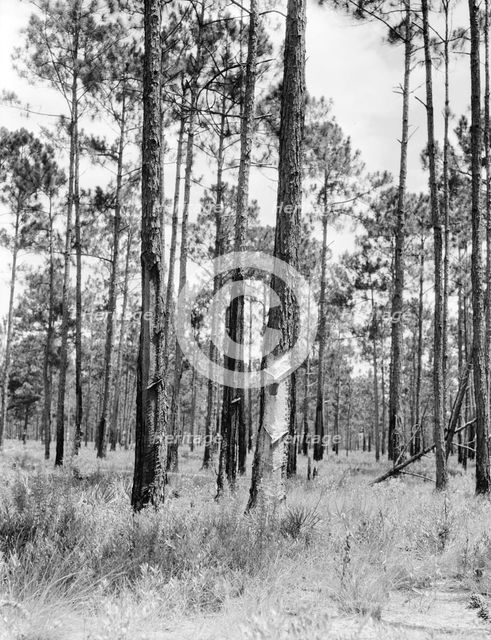 Turpentine trees in northern Florida, 1936. Creator: Dorothea Lange.
