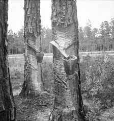 Turpentine trees, Northern Florida, 1936. Creator: Dorothea Lange
