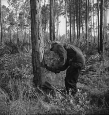 Turpentine worker, Georgia, 1937. Creator: Dorothea Lange