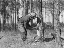 Turpentine worker, Georgia, 1937. Creator: Dorothea Lange