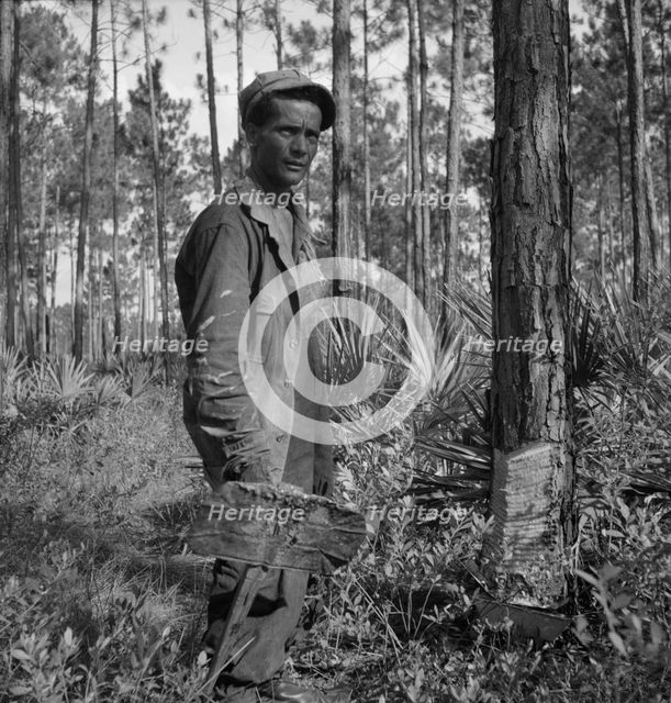 Turpentine "chipper" and slashed tree near Homerville, Georgia, 1937. Creator: Dorothea Lange.