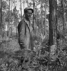 Turpentine "chipper" and slashed tree near Homerville, Georgia, 1937. Creator: Dorothea Lange