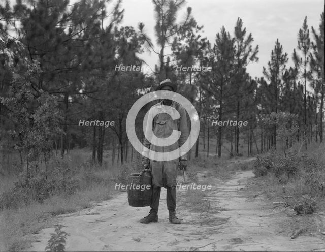 Turpentine dipper near Waycross, Georgia, 1937. Creator: Dorothea Lange.