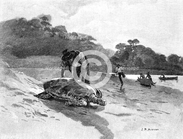 Turtle Catching, 1886.Artist: Julian Ashton