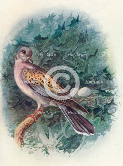 'Turtle-Dove - Tur'tur commu'nis', c1910, (1910). Artist: George James Rankin.