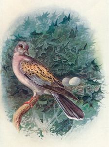 Turtle-Dove - Tur'tur commu'nis c1910, (1910). Artist: George James Rankin