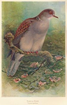 Turtle Dove (Turtur auritus) 1900, (1900). Artist: Charles Whymper