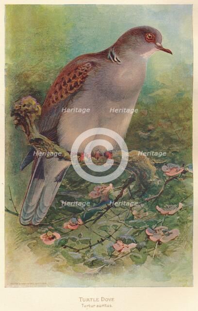 'Turtle Dove (Turtur auritus)', 1900, (1900). Artist: Charles Whymper.