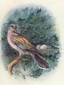 Turtle-Dove - Tur'tur commu'nis c1910, (1910). Artist: George James Rankin