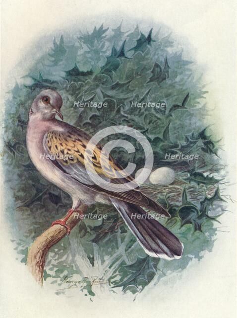 'Turtle-Dove - Tur'tur commu'nis', c1910, (1910). Artist: George James Rankin.