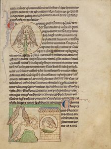 Turtledoves; Doves; Northumberland Bestiary, about 1250-1260. Creator: Unknown