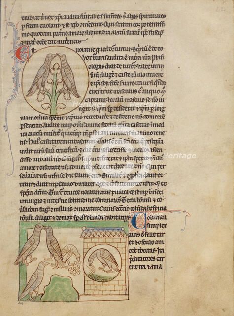 Turtledoves; Doves; Northumberland Bestiary, about 1250-1260. Creator: Unknown.